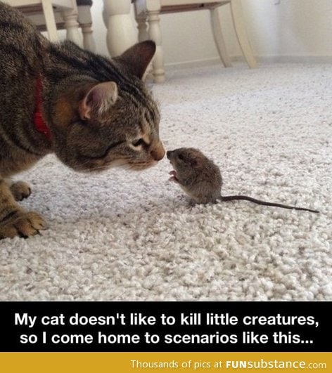 Real life tom and jerry