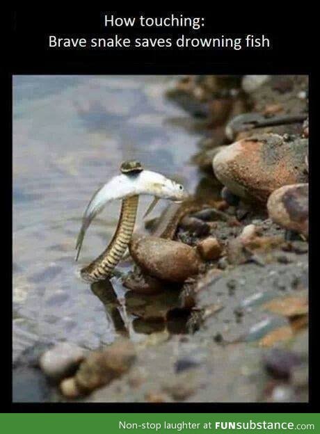 brave snake
