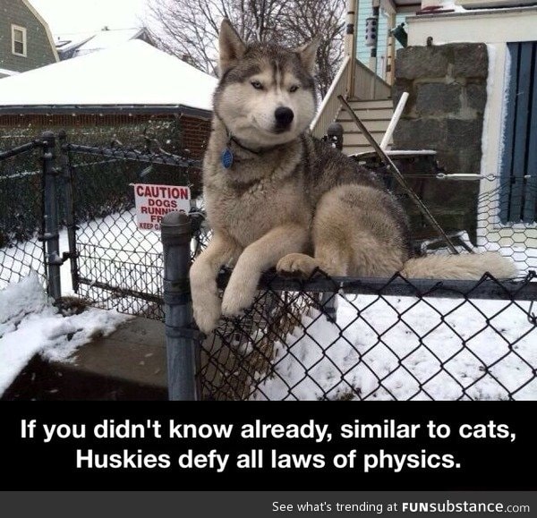Huskies defy all laws of physics