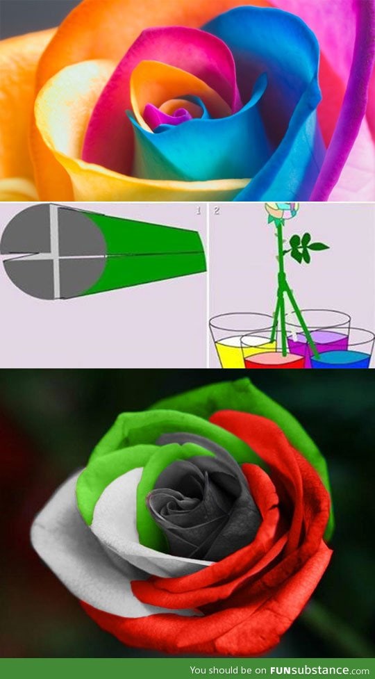 How to make a multicolored rose