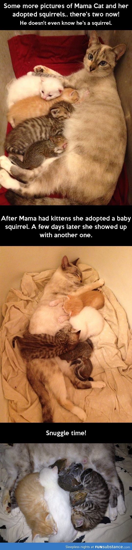 Mama cat and her adopted squirrels