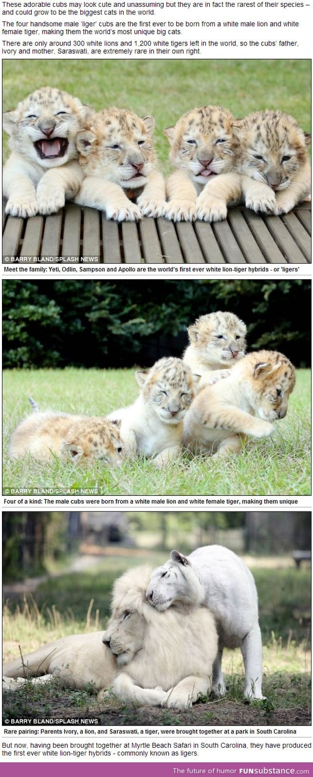 The world's first white ligers, rarest big cats on the planet