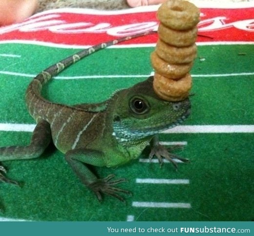 Balancing on a lizard