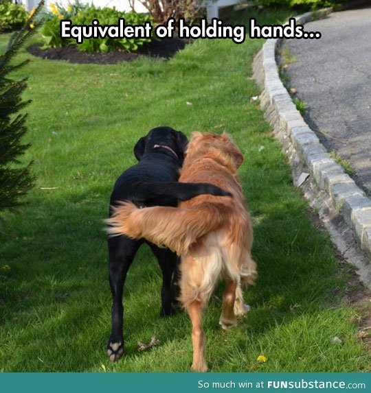 When dogs hold hands