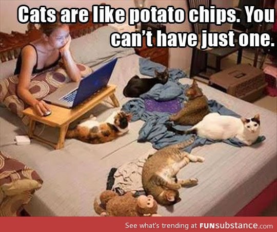 Potato cats