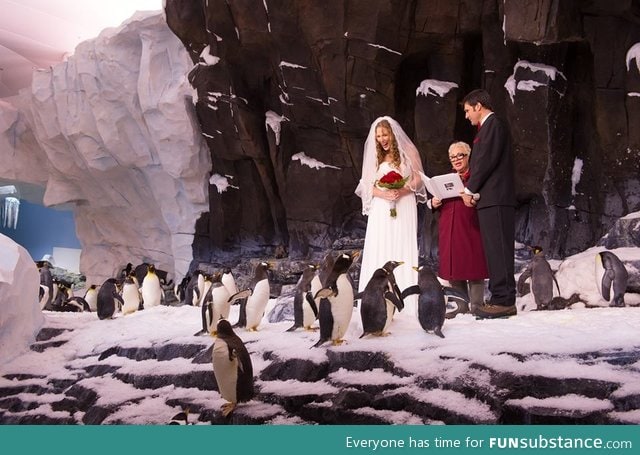 Today, a couple got married inside the penguin exhibit that I work at