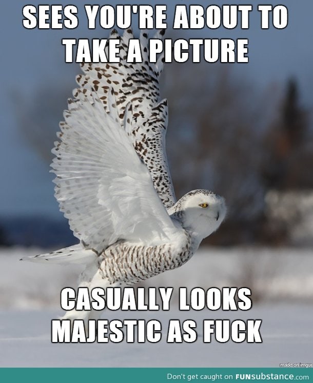 Majestic owl posing