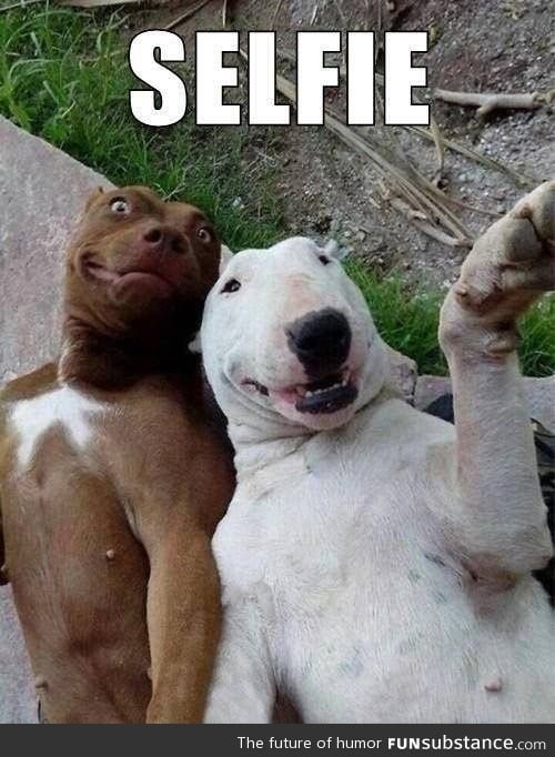 Dogs get in on the selfie action