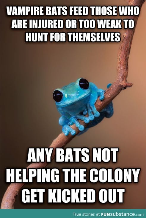 Small fact frog on vampire bats