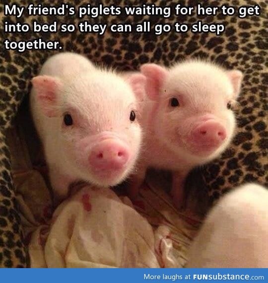 Pigs in a blanket