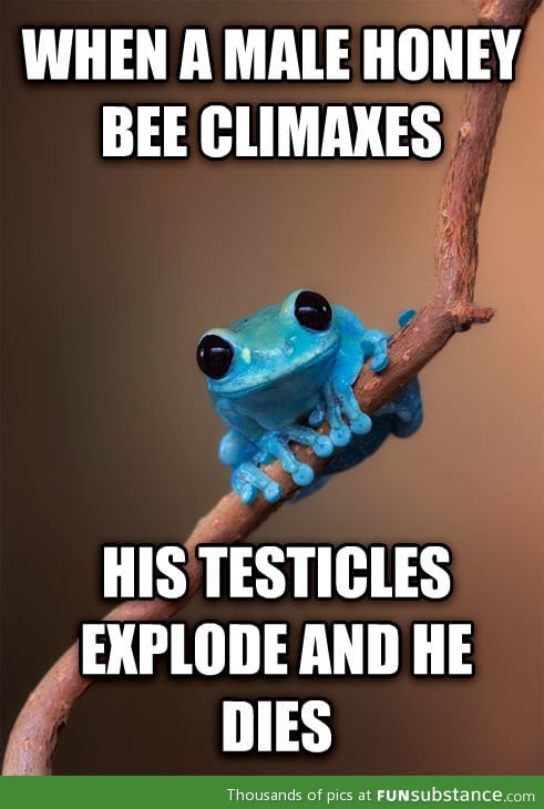 Small fact frog on honey bees
