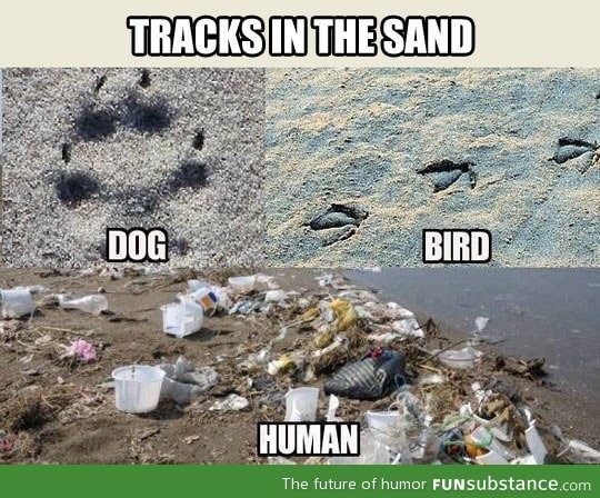 Tracks in the sand