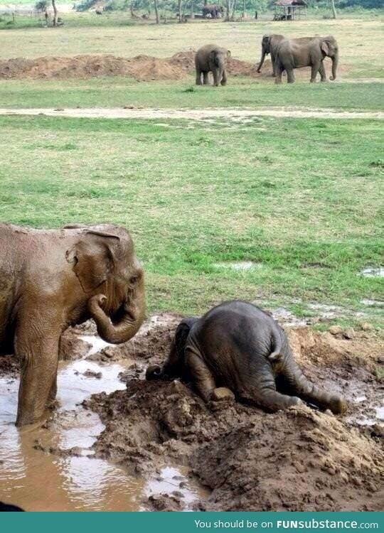 So, baby elephants throw themselves in mud when upset