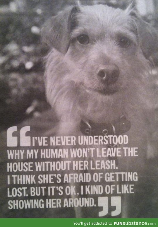 Dog thoughts on humans