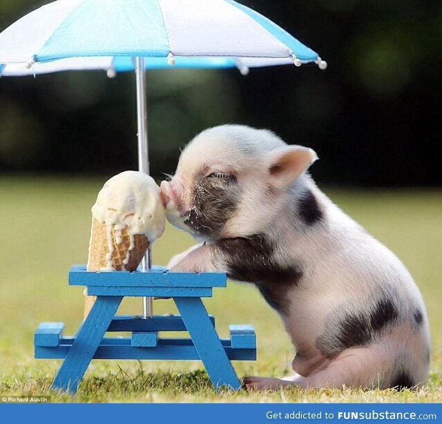 If you're feeling sad, here's a pig eating an ice cream cone.