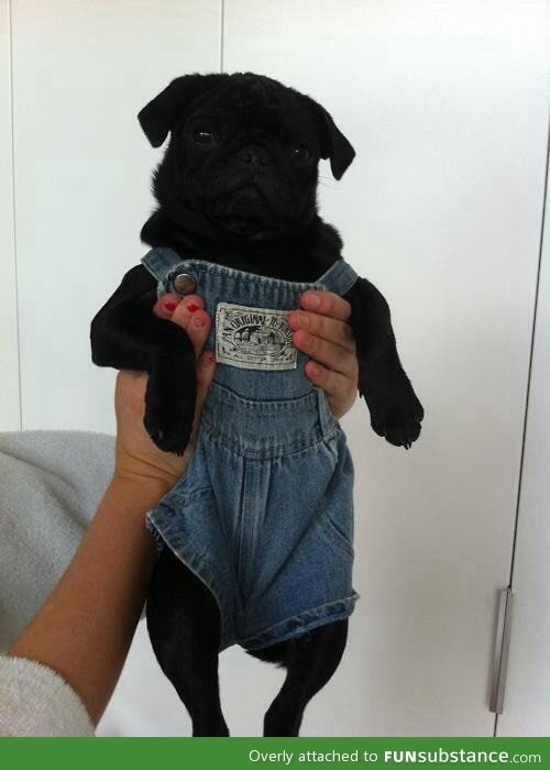 Here's a puppy in overalls