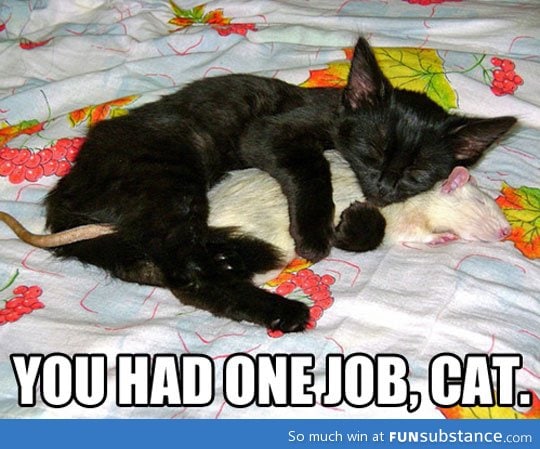 One job, cat