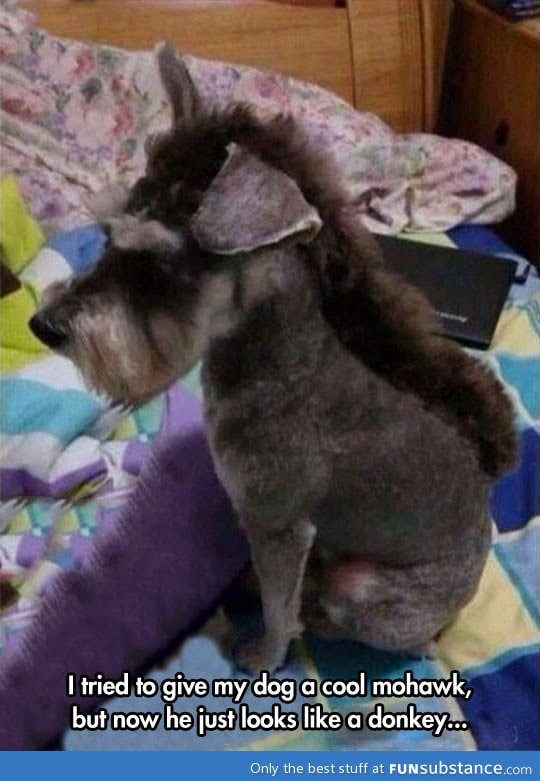That's a nice haircut