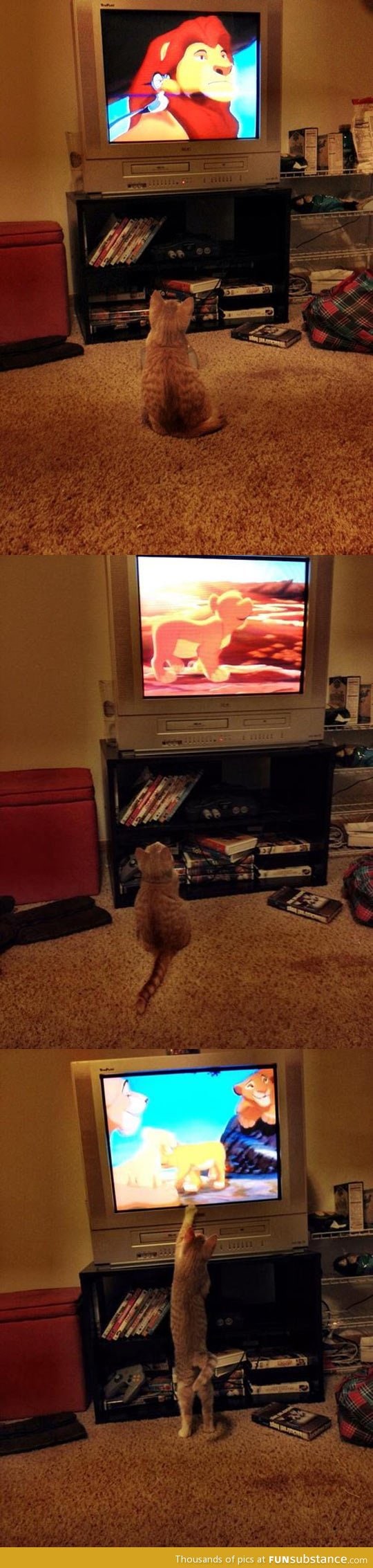 Everyone loves the lion king