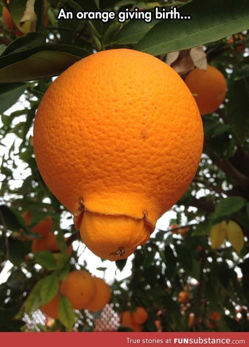 An orange giving birth to her young