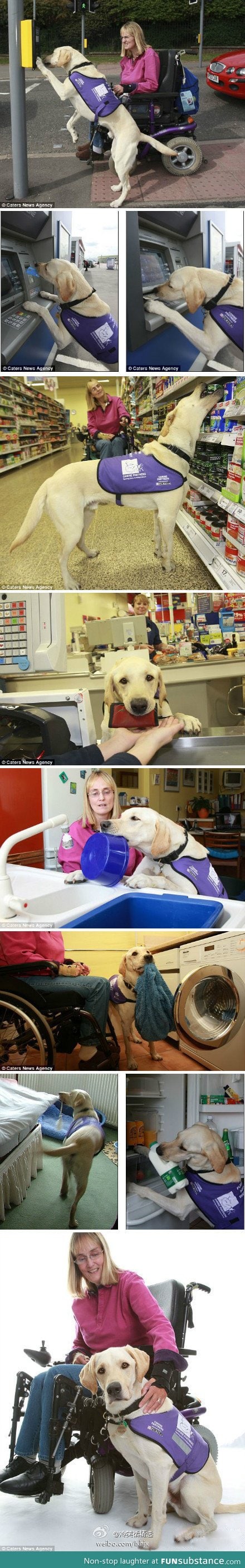 Blind dog helper