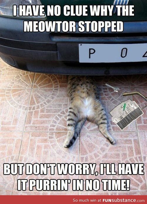 Auto repair cat