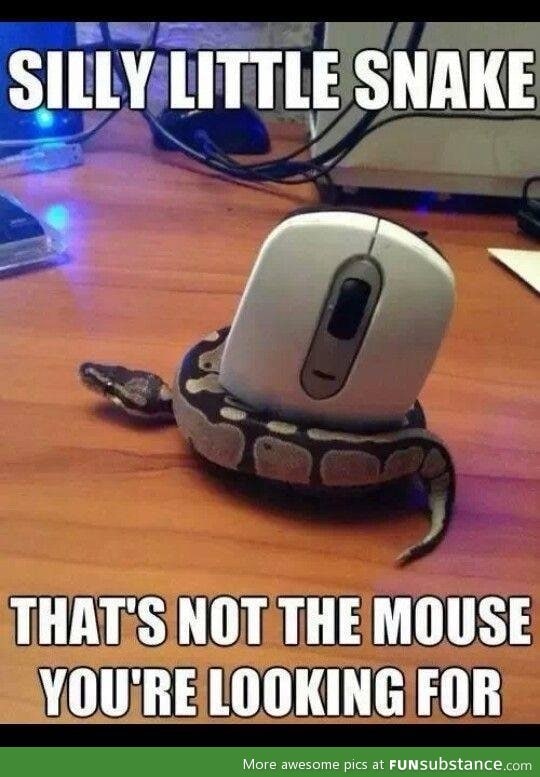 Oh silly snake
