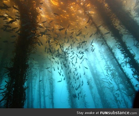 Sunken forest in patagonia, argentina