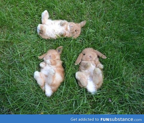 If you're ever sad, just think about these bunnies cloud watching ^~^