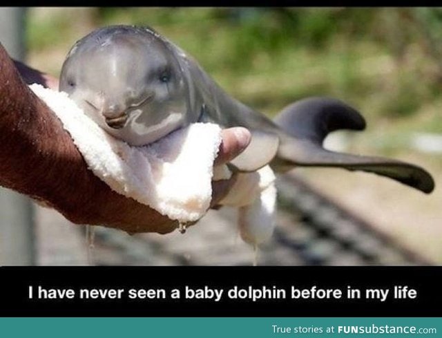 Have you seen a baby dolphin before?