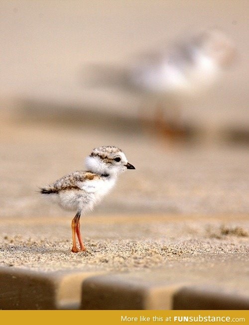 Here's a baby seagull. Just in case you were having  bad day.