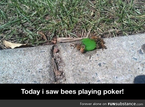 Bees playing poker