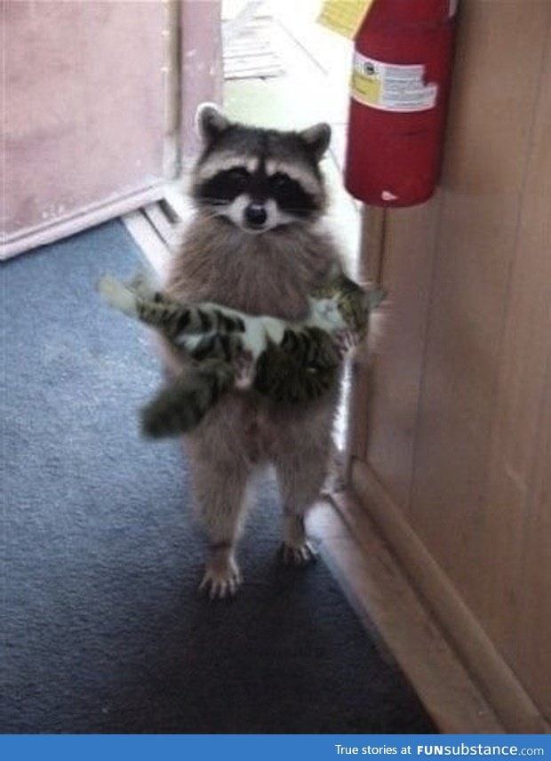 Pardon me, but is this your kitten?