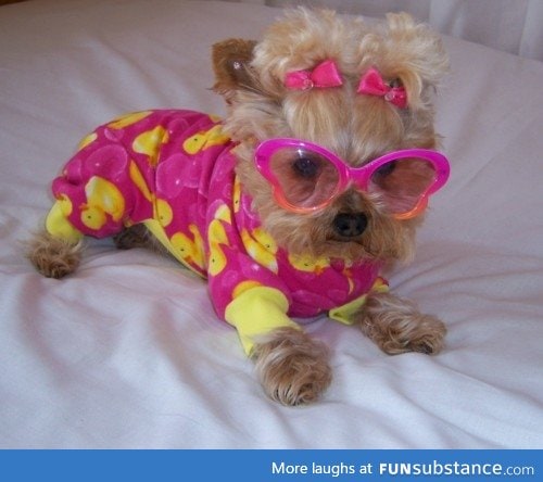 Every dog needs sunglasses and a onesie...