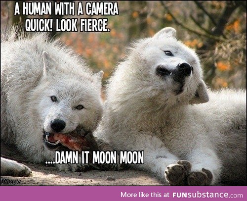 Moon moon is trying his best to wolf!