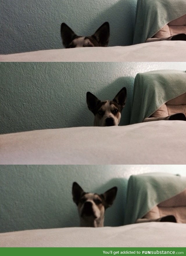 His way of silently begging for permission to jump on the bed