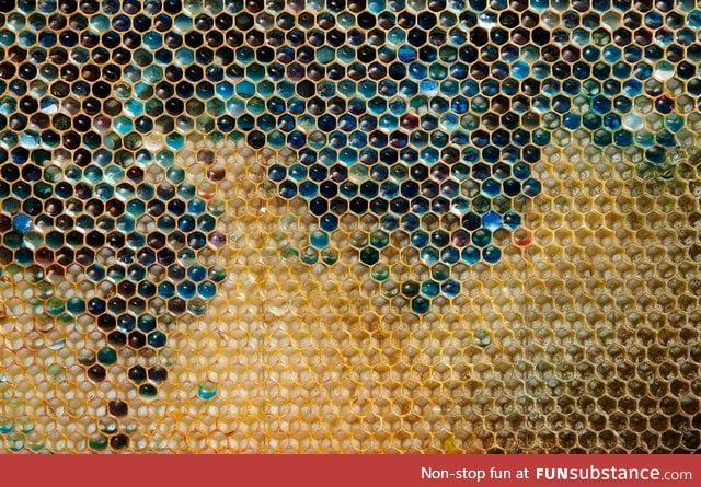 A bunch of Bees were fed M&M's. This is their honeycomb after