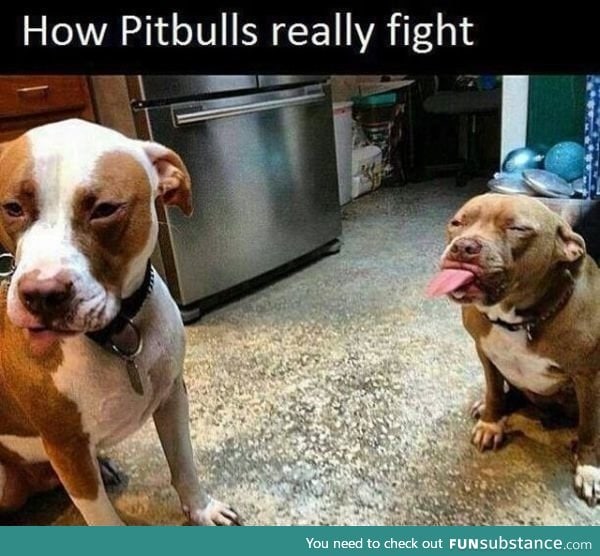 Dog fight