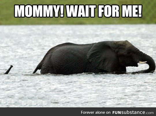 Poor baby elephant