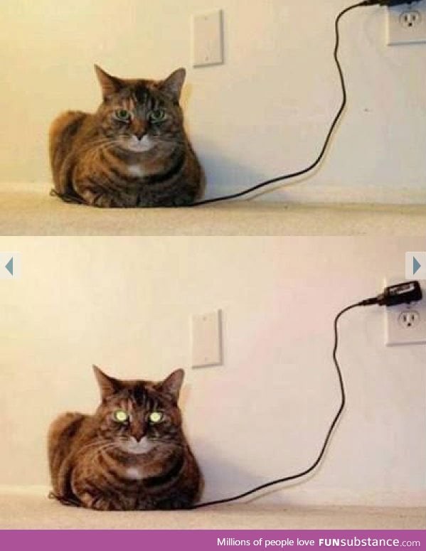 Oh good, the cat is fully charged