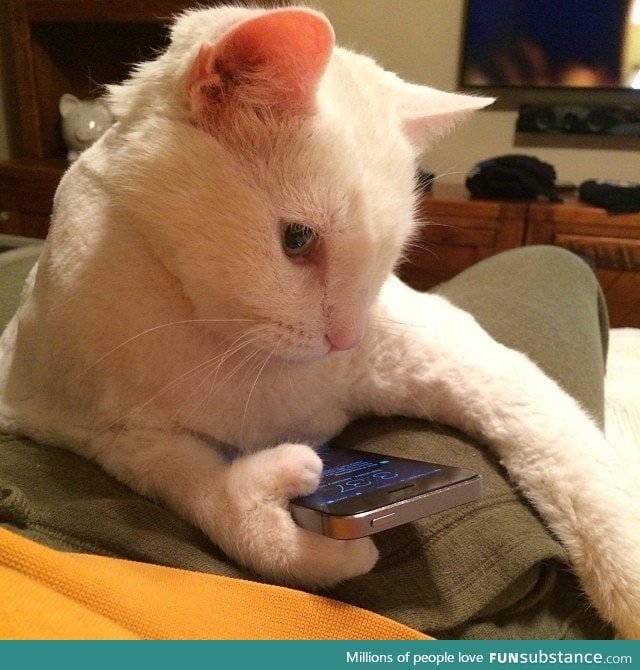 My cat has thumbs and uses an iPhone