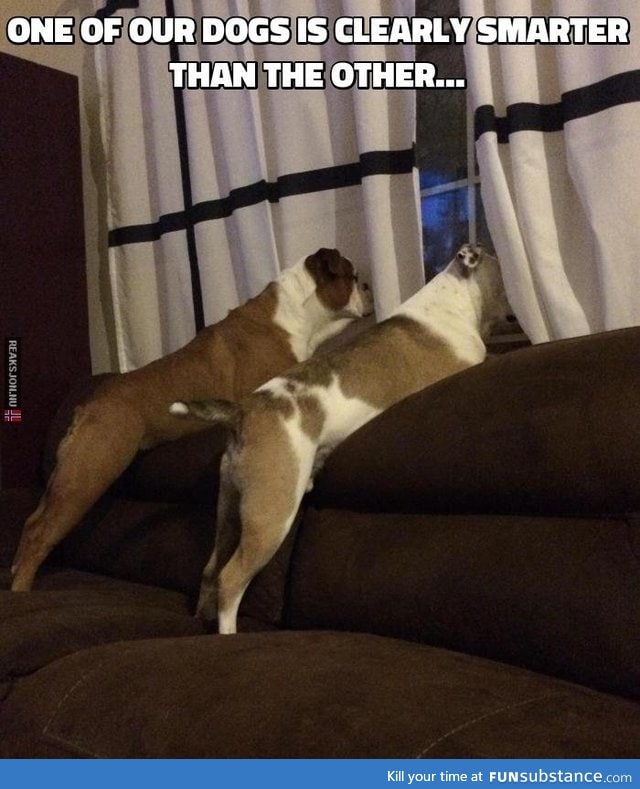 Clever pup!