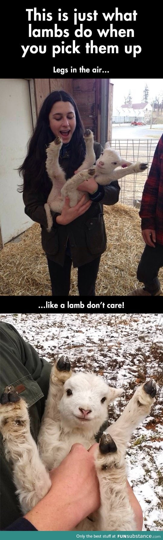Lambs get adorable when you pick them up