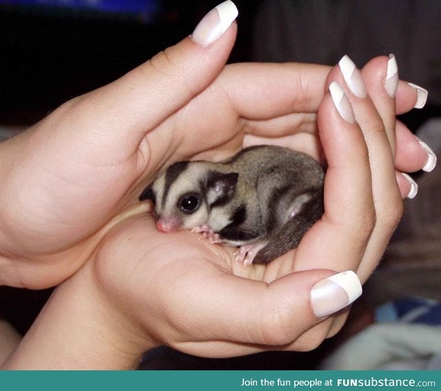 Just To Brighten Your Day... A sugar glider