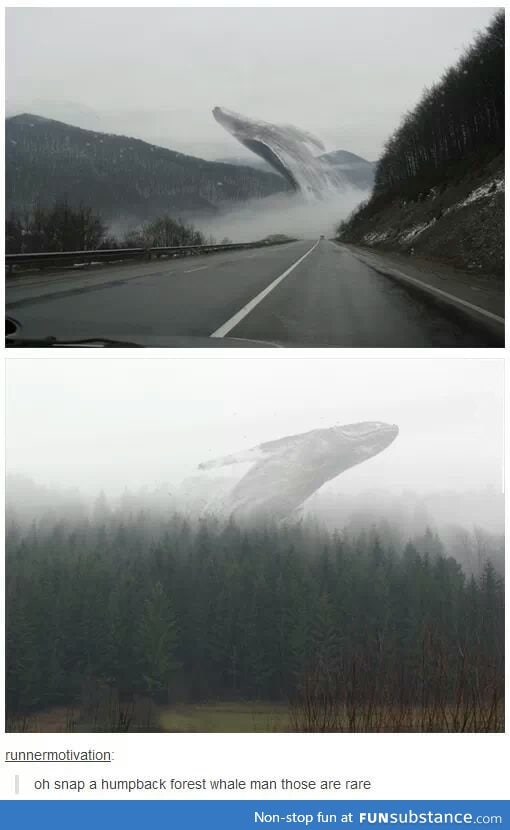 The mysterious land whale