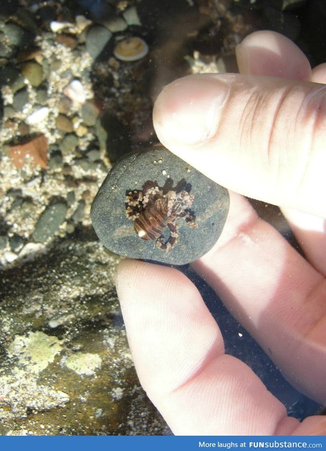 Caught a little octopus in costa rica