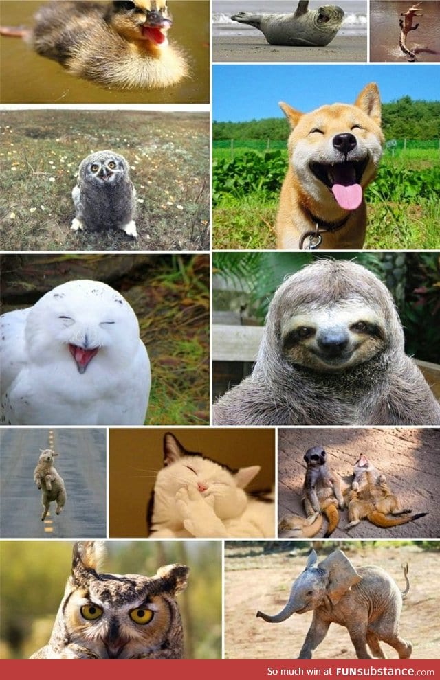 Very happy animals