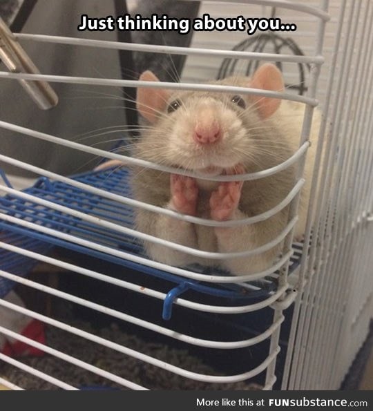 And people say rats can't be cute