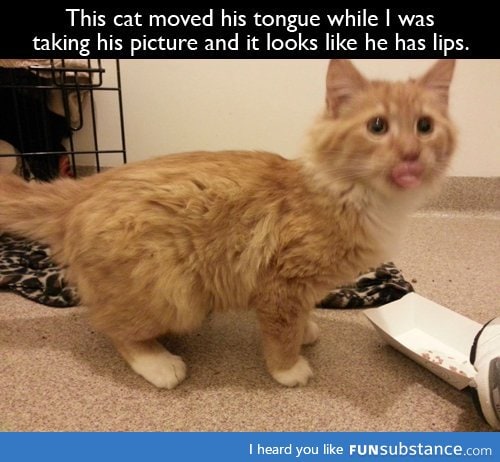 Cat  Lips