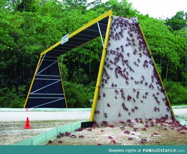 Bridge made for local crab population